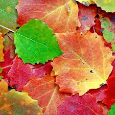 Attēlu rezultāti vaicājumam “Populus tremula leaf”