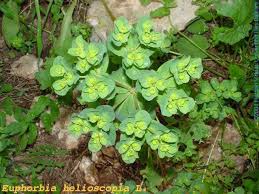 Attēlu rezultāti vaicājumam “Euphorbia helioscopia leaf”