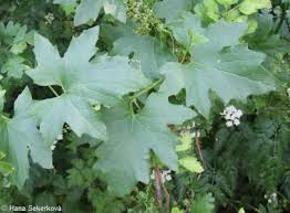 Attēlu rezultāti vaicājumam “Bryonia alba leaf”