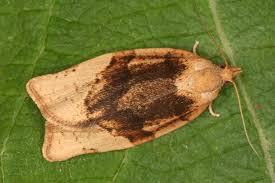 Attēlu rezultāti vaicājumam “Pandemis cerasana”