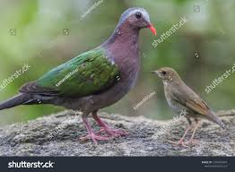 Attēlu rezultāti vaicājumam “Columbiformes”