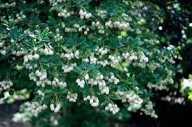 Attēlu rezultāti vaicājumam “Enkianthus campanulatus”