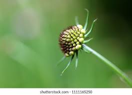 Attēlu rezultāti vaicājumam “Trollius europaeus bud”