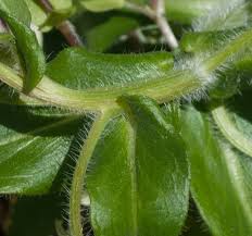 Attēlu rezultāti vaicājumam “Erigeron annuus leaf”