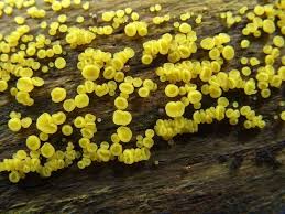 Attēlu rezultāti vaicājumam “Bisporella citrina”