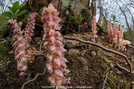 Attēlu rezultāti vaicājumam “Lathraea squamaria flower”