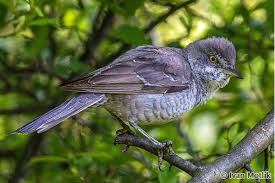 Attēlu rezultāti vaicājumam “Sylvia nisoria”