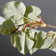 Attēlu rezultāti vaicājumam “Tilia tomentosa leaf”