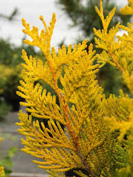 Attēlu rezultāti vaicājumam “Thuja plicata flower”