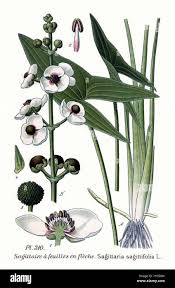 Attēlu rezultāti vaicājumam “Sagittaria sagittifolia leaf”