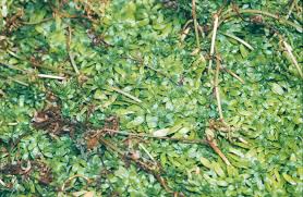 Attēlu rezultāti vaicājumam “Callitriche verna”