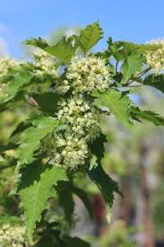 Attēlu rezultāti vaicājumam “Acer tataricum”