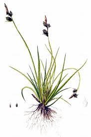 Attēlu rezultāti vaicājumam “Carex pilulifera”