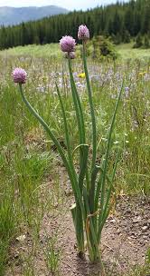 Image result for Allium schoenoprasum