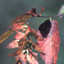Attēlu rezultāti vaicājumam “Carpinus caroliniana male flower”