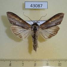 Attēlu rezultāti vaicājumam “Cucullia fraudatrix”