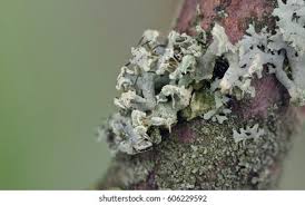 Attēlu rezultāti vaicājumam “Physcia tenella”