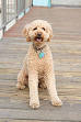 Crossbreed - Wikipedia, the free encyclopedia