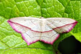 Attēlu rezultāti vaicājumam “Timandra comae”