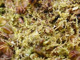 Attēlu rezultāti vaicājumam “Cephalozia loitlesbergeri”