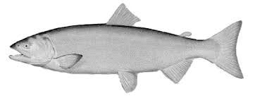 Image result for Oncorhynchus nerka