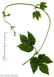 Attēlu rezultāti vaicājumam “Humulus lupulus leaf”