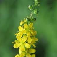 Attēlu rezultāti vaicājumam “Agrimonia pilosa”