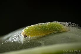 Attēlu rezultāti vaicājumam “Plutella xylostella”