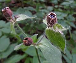 Attēlu rezultāti vaicājumam “Oenothera rubricauli bud”