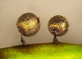 Attēlu rezultāti vaicājumam “Lamproderma puncticulatum macro”