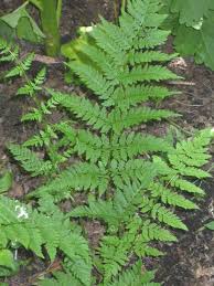 Attēlu rezultāti vaicājumam “Dryopteris carthusiana”