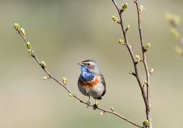 Attēlu rezultāti vaicājumam “Luscinia svecica adult”