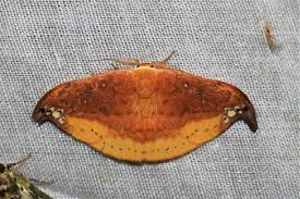 Attēlu rezultāti vaicājumam “Drepanidae”