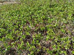 Attēlu rezultāti vaicājumam “Betula nana female flower”