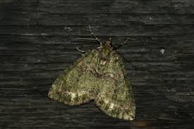 Attēlu rezultāti vaicājumam “Hydriomena furcata”