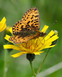 Attēlu rezultāti vaicājumam “Boloria titania underside”
