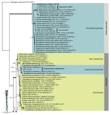 Attēlu rezultāti vaicājumam “Rosellinia desmazieri”