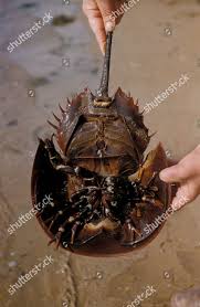 Image result for Limulus polyphemus