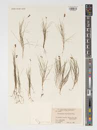 Attēlu rezultāti vaicājumam “Stuckenia filiformis”