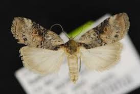 Attēlu rezultāti vaicājumam “Nycteola sp.”