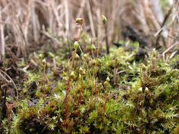 Attēlu rezultāti vaicājumam “Bryum neodamense”