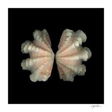 Image result for tridacna