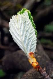 Attēlu rezultāti vaicājumam “Sorbus aria”