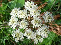 Image result for Heracleum sphondylium