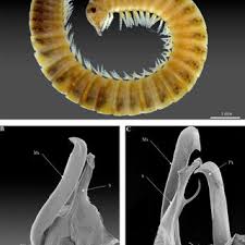 Attēlu rezultāti vaicājumam “Ommatoiulus vilnensis”