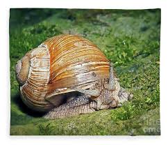 Attēlu rezultāti vaicājumam “Helix pomatia”