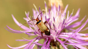 Attēlu rezultāti vaicājumam “Alloeotomus sp.”