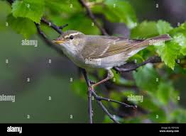 Image result for Phylloscopus borealis