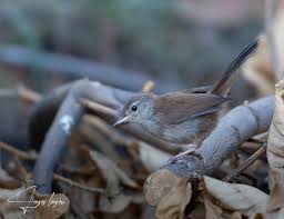 Image result for Cettia cetti