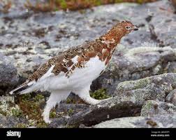 Image result for Lagopus lagopus